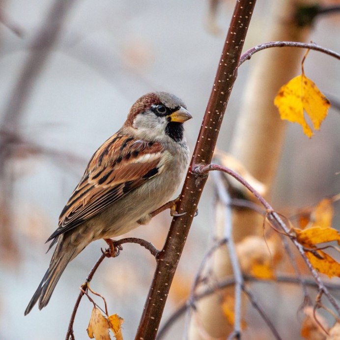 Воробей осенью