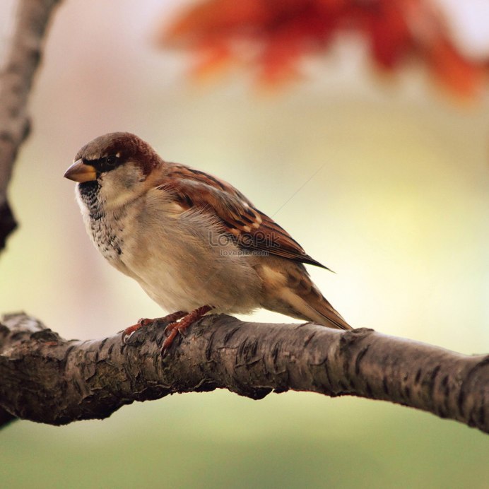 Воробей зимой