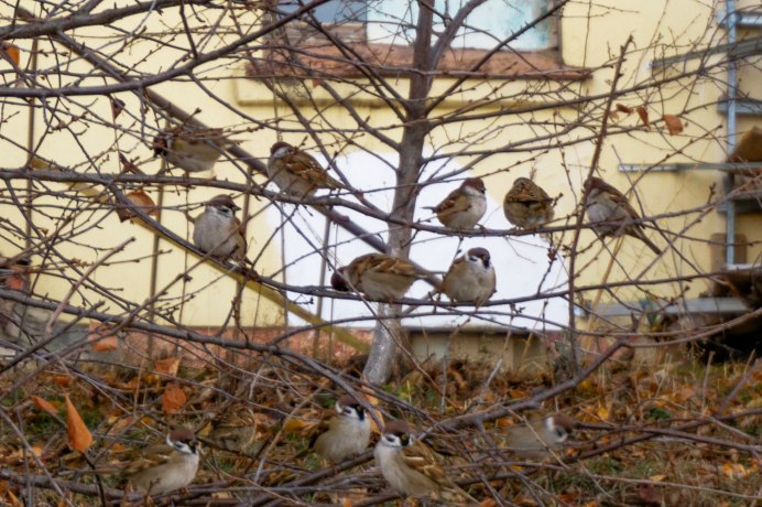 Птица с шапочкой