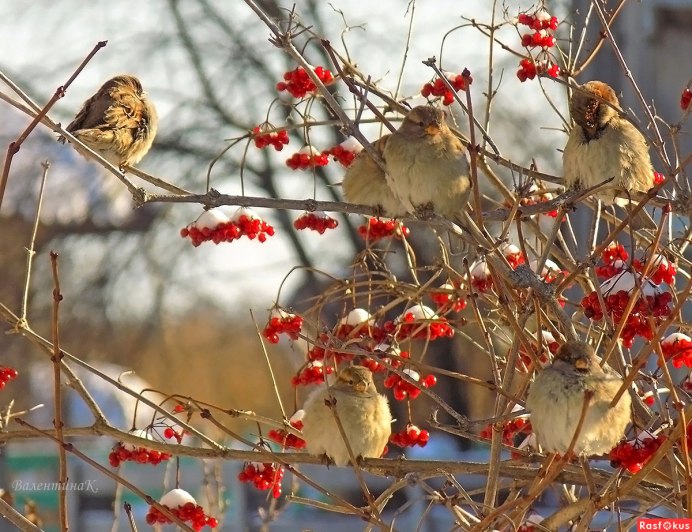 Воробей на рябине