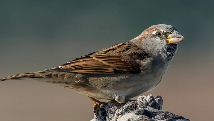 Нахохлившийся Воробей