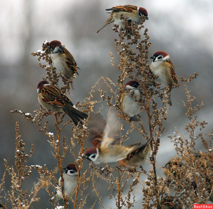 Животные под дождем