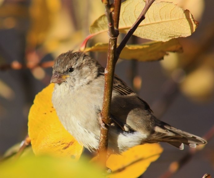 Маленькие птички осенью