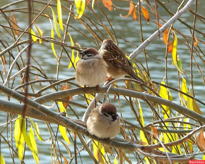 Воробей городской