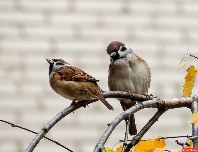 Воробей на дереве