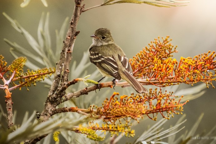 Мокрый Воробей