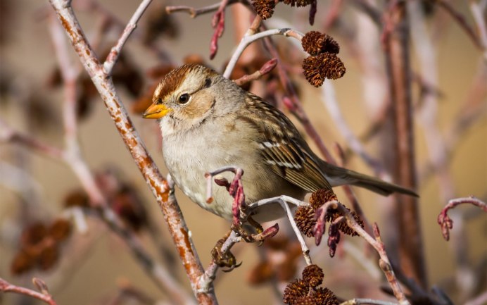 Птицы поздней осенью
