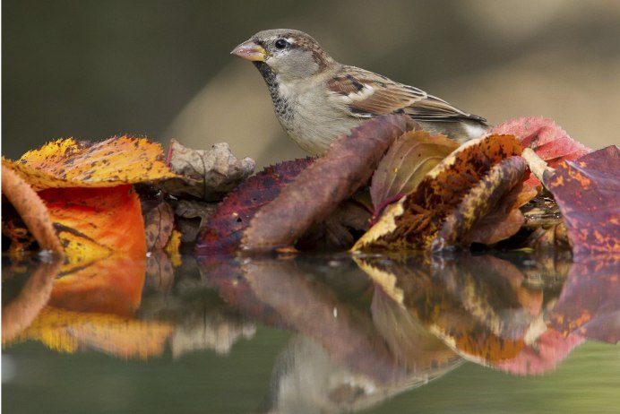 Птицы весной