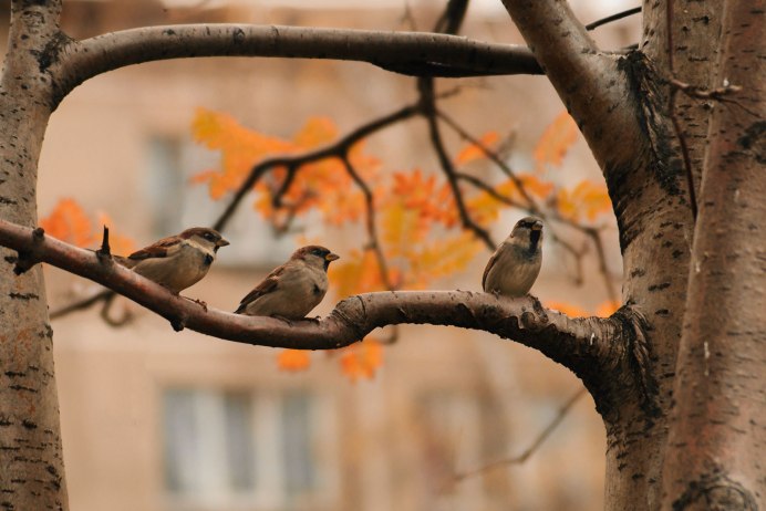 Стайка Воробьев осенью