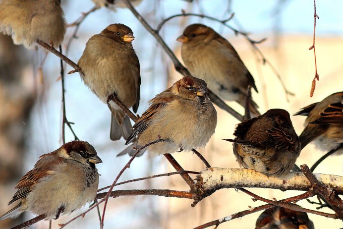 Стайка Воробьев осенью