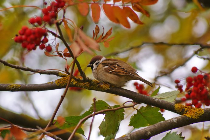 Осенние птицы Воробей