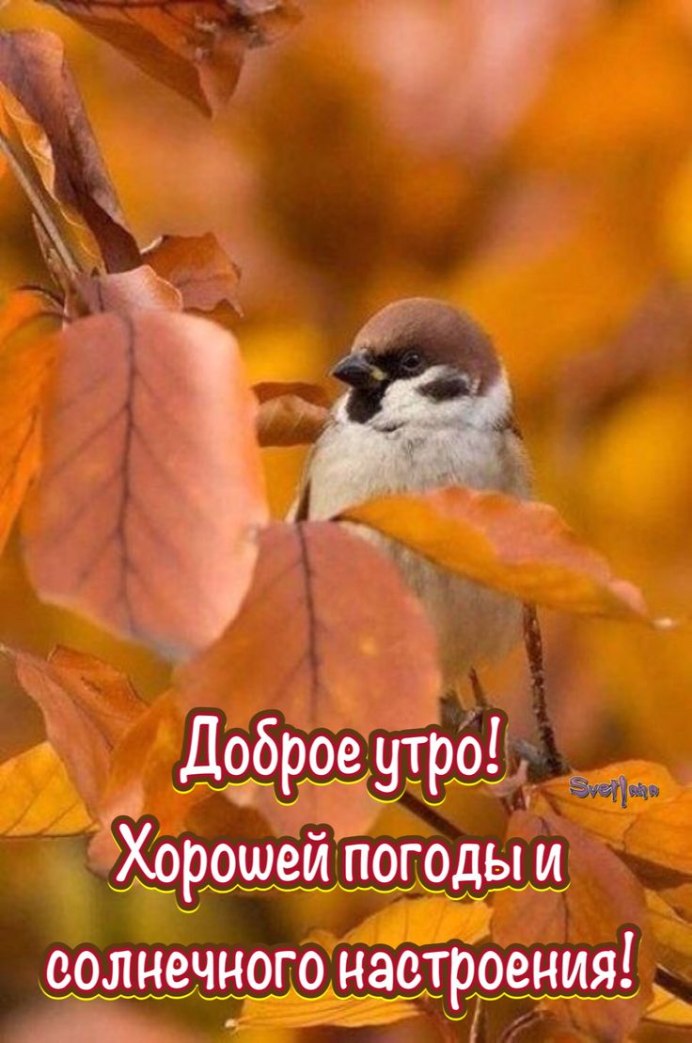 Девушка с птицей на руке