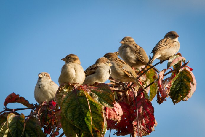 Воробей на ветке рябины
