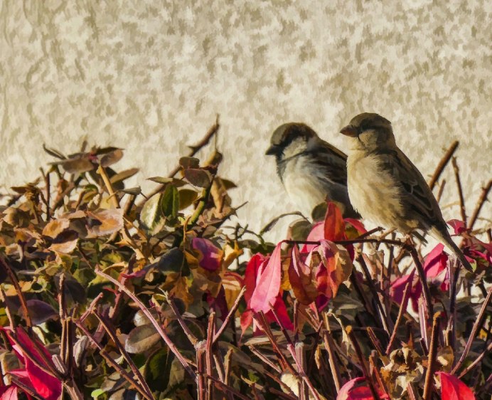 Лесной Воробей фото