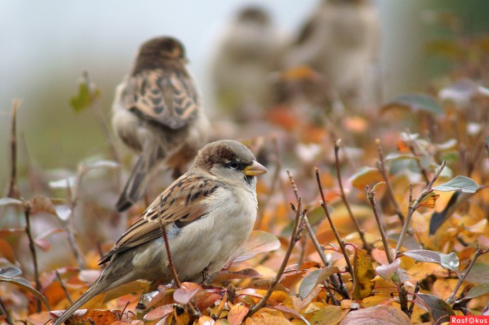 Воробей на земле