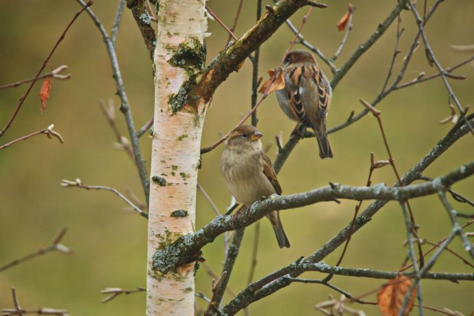 Воробей под дождем