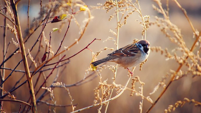 Воробей осень