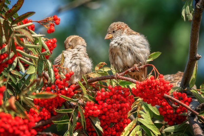 Горный Воробей