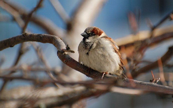 Воробьи на ветках весной