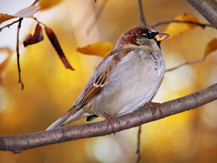 Воробей осень