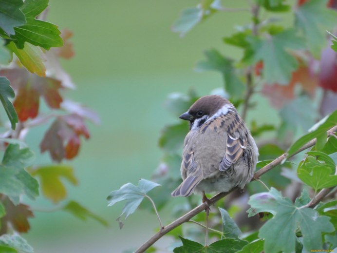 Красивый сад с птицами