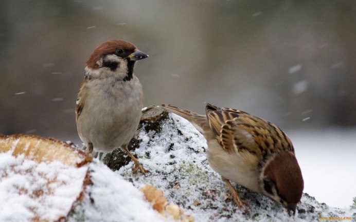 Последние листья осень воробьи