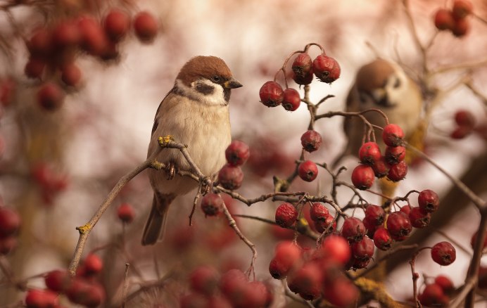 Воробьи в кустах