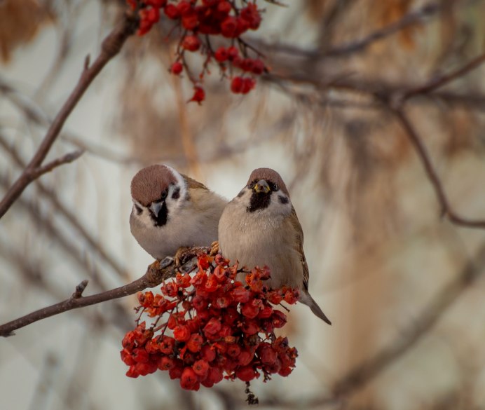 Пение птиц Воробей
