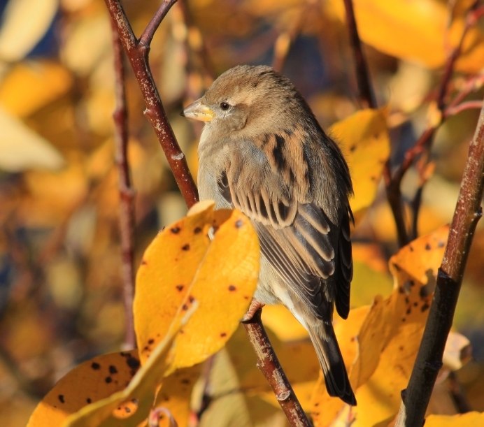 Воробей осень