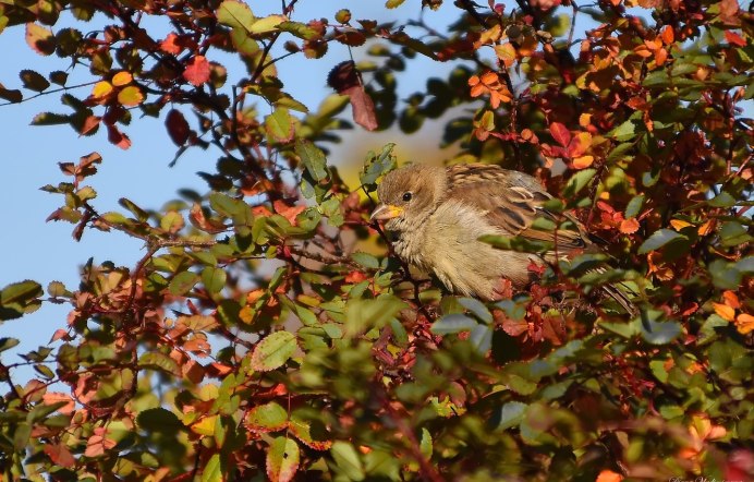 Птицы щебечут
