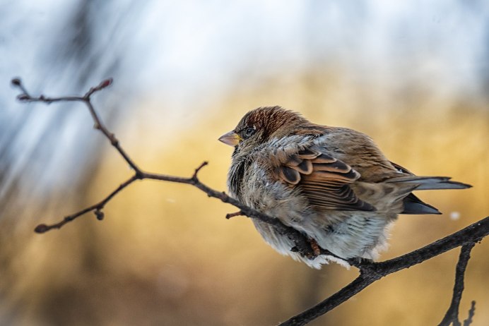 Воробей в природе