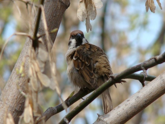 Воробьи на солнце