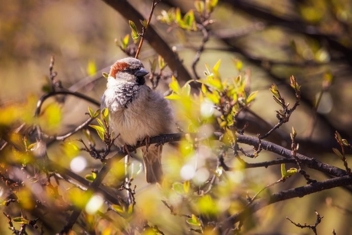 Птица с ягодой в клюве