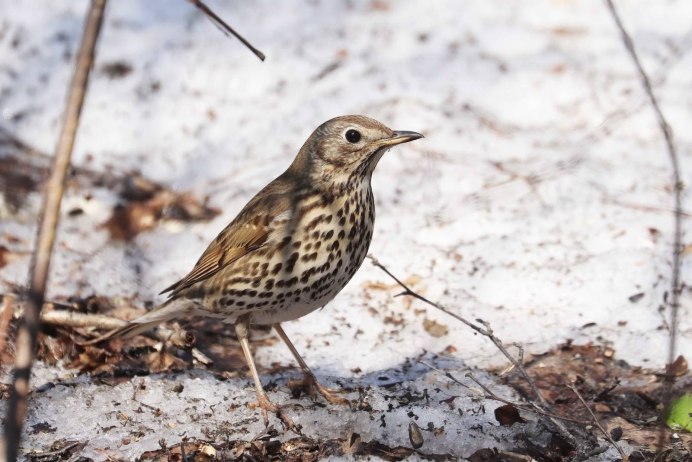 Птенец пестрого дрозда