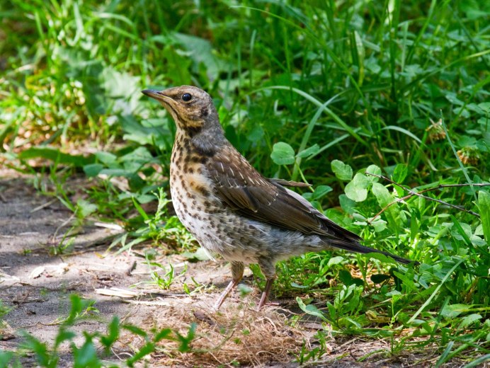 СВЕТЛОГРУДЫЙ Дрозд