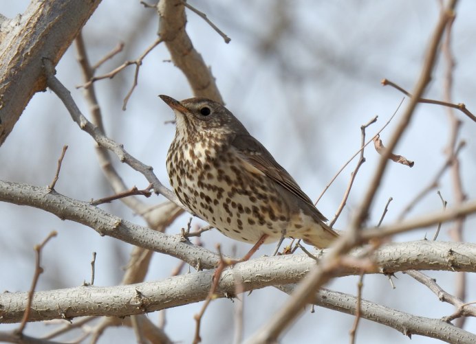 Дрозд Эфиопский фото