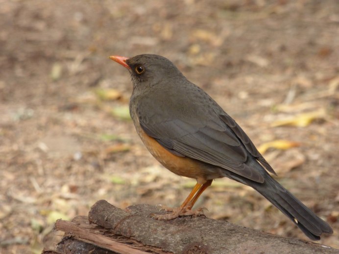 Птица похожая на дрозда