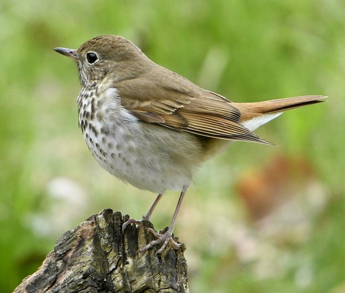 Скворец и Дрозд