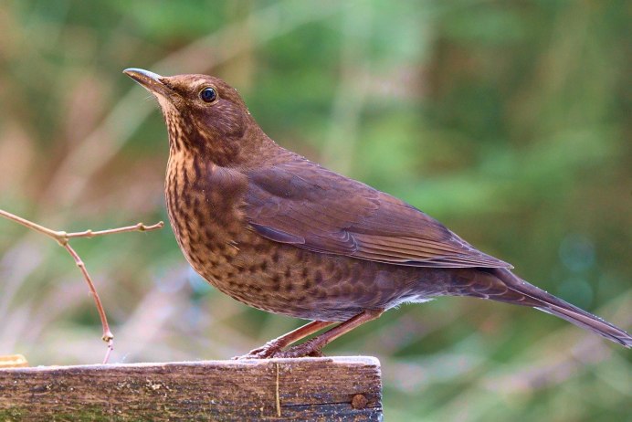 Певчий Дрозд деряба