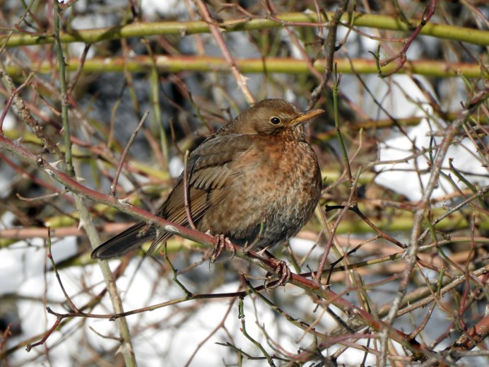Дрозд деряба рябинник