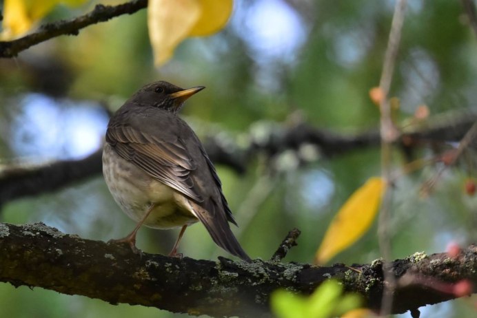 Дрозд деряба рябинник