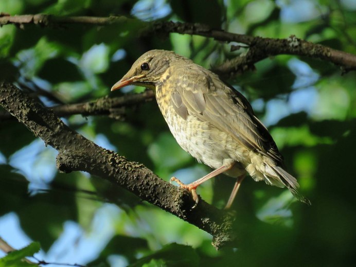 Магелланов Дрозд