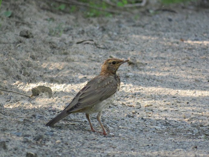 Дрозд-рябинник серый Дрозд деряба