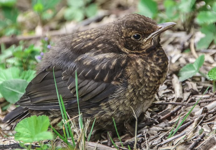 Полевой Дрозд