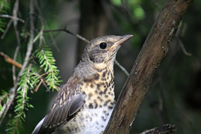 Сибирский Дрозд слеток