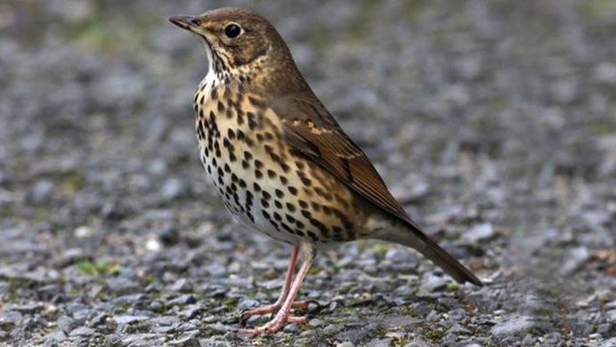 Скворец рябинник