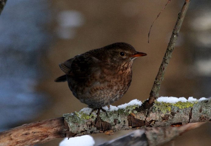 Певчий Дрозд систематика