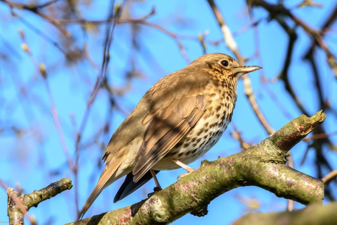 Дрозд крапивник