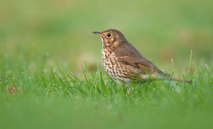 Бледногрудый Дрозд