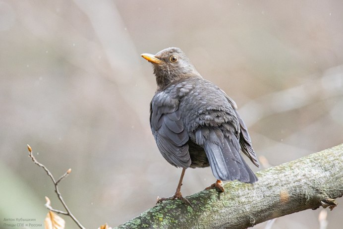 Черный певчий Дрозд